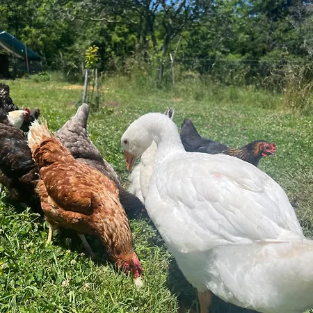 Maison 6 Places, En Plein Coeur De L'ariege, Proche Et Nature