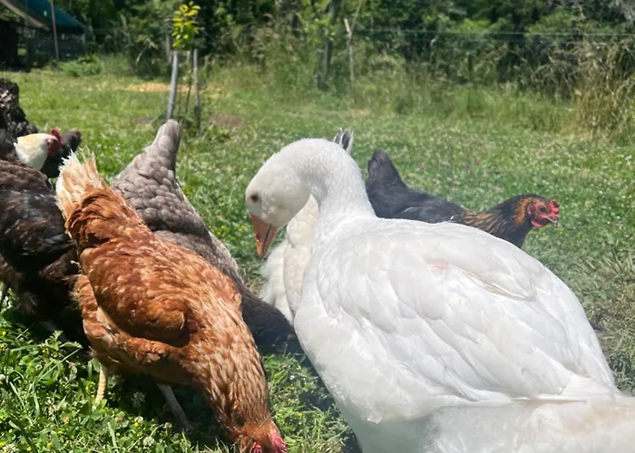 Maison 6 Places, En Plein Cœur De L’ariège, Proche Et Nature