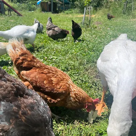 Maison 6 Places, En Plein Coeur De L'ariege, Proche Et Nature בית נופש *